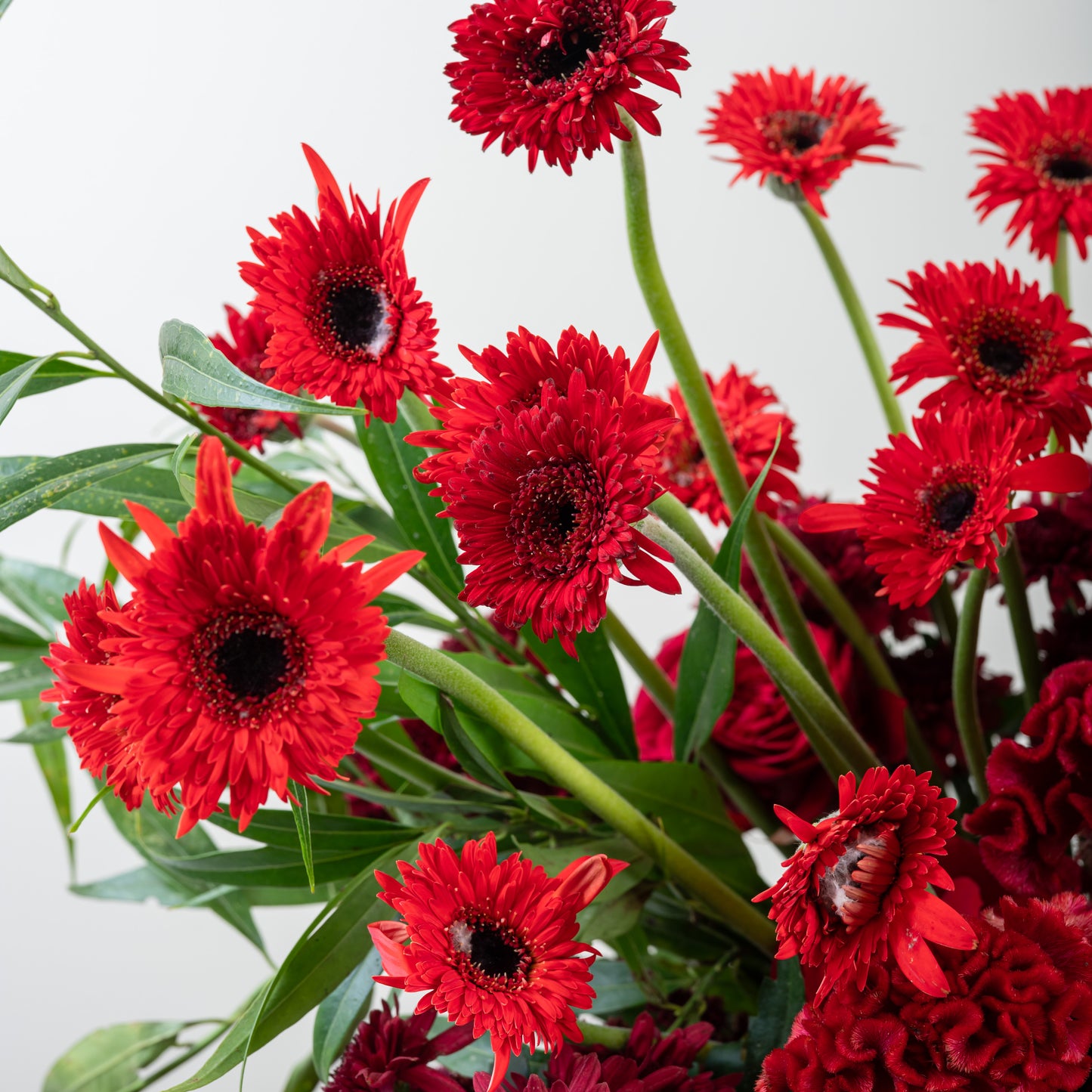 red enthurium