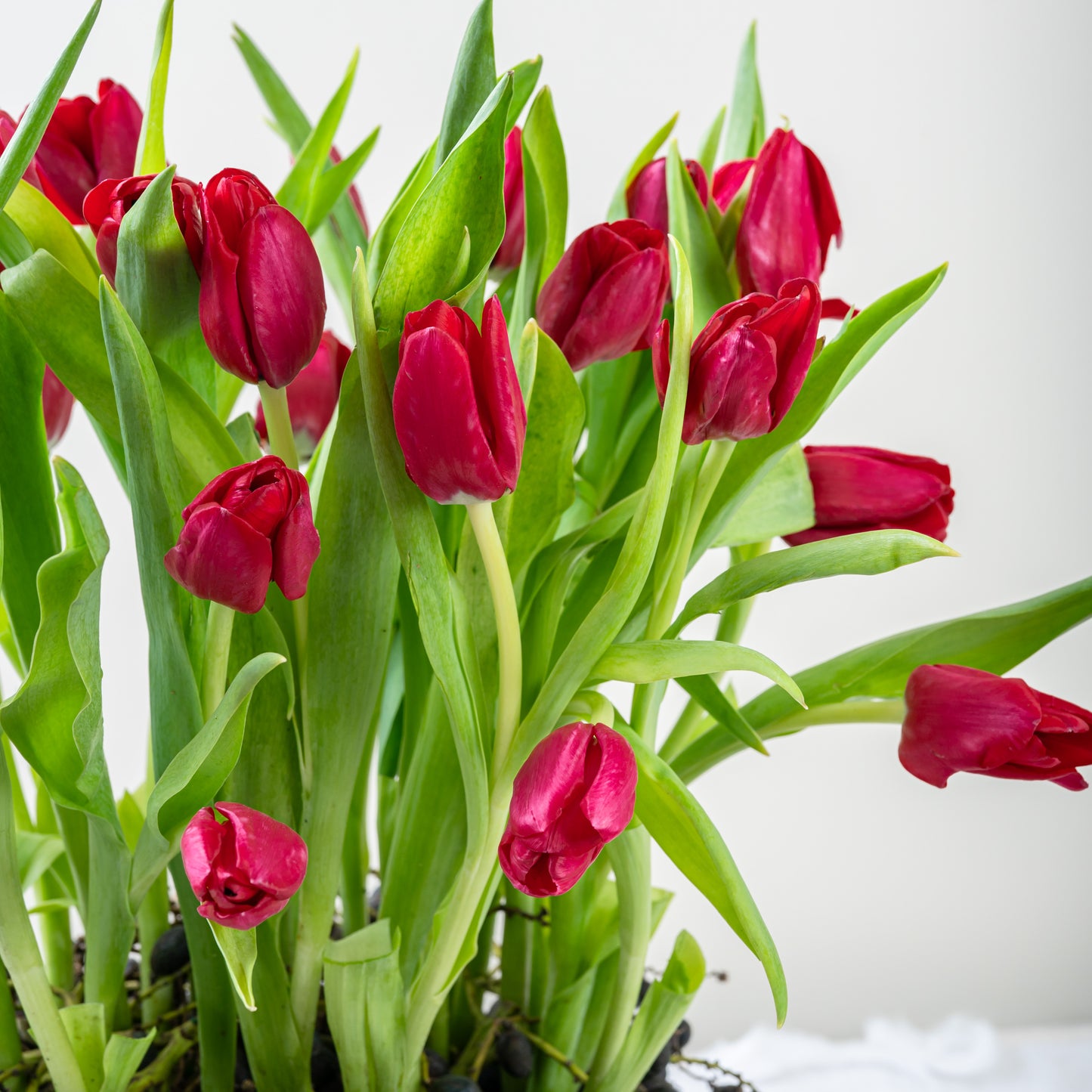red tulips