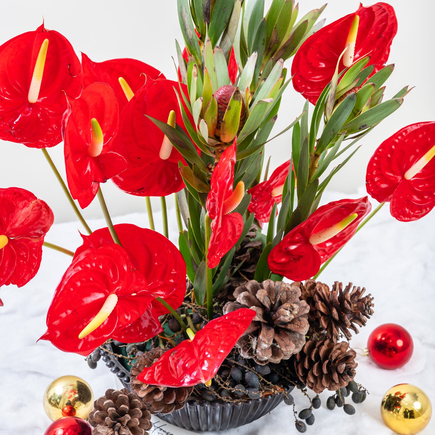 red anthurium only